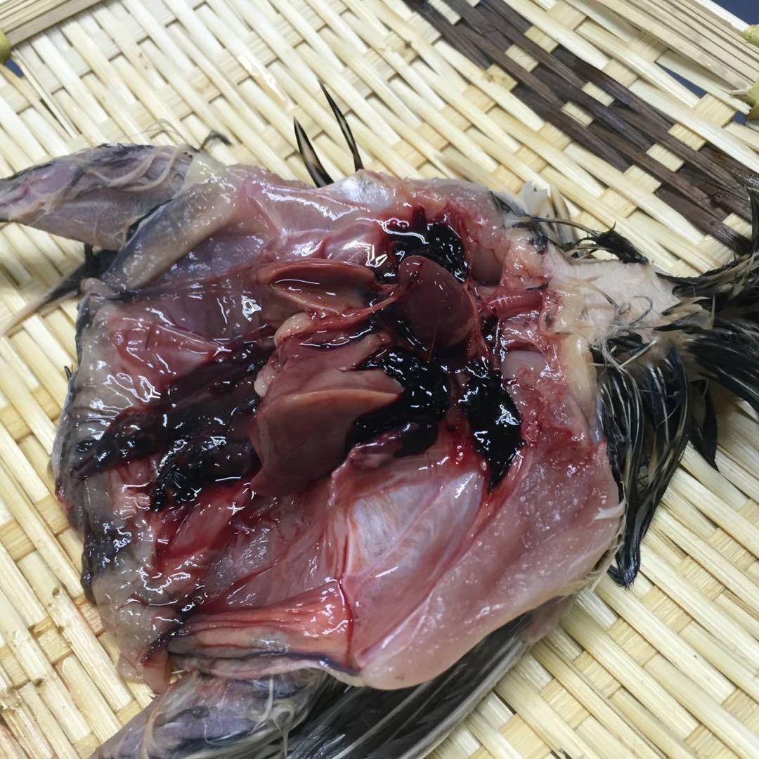【無薬】猛禽類・爬虫類などに！！北海道産　冷凍ウズラ 100羽【未処理】