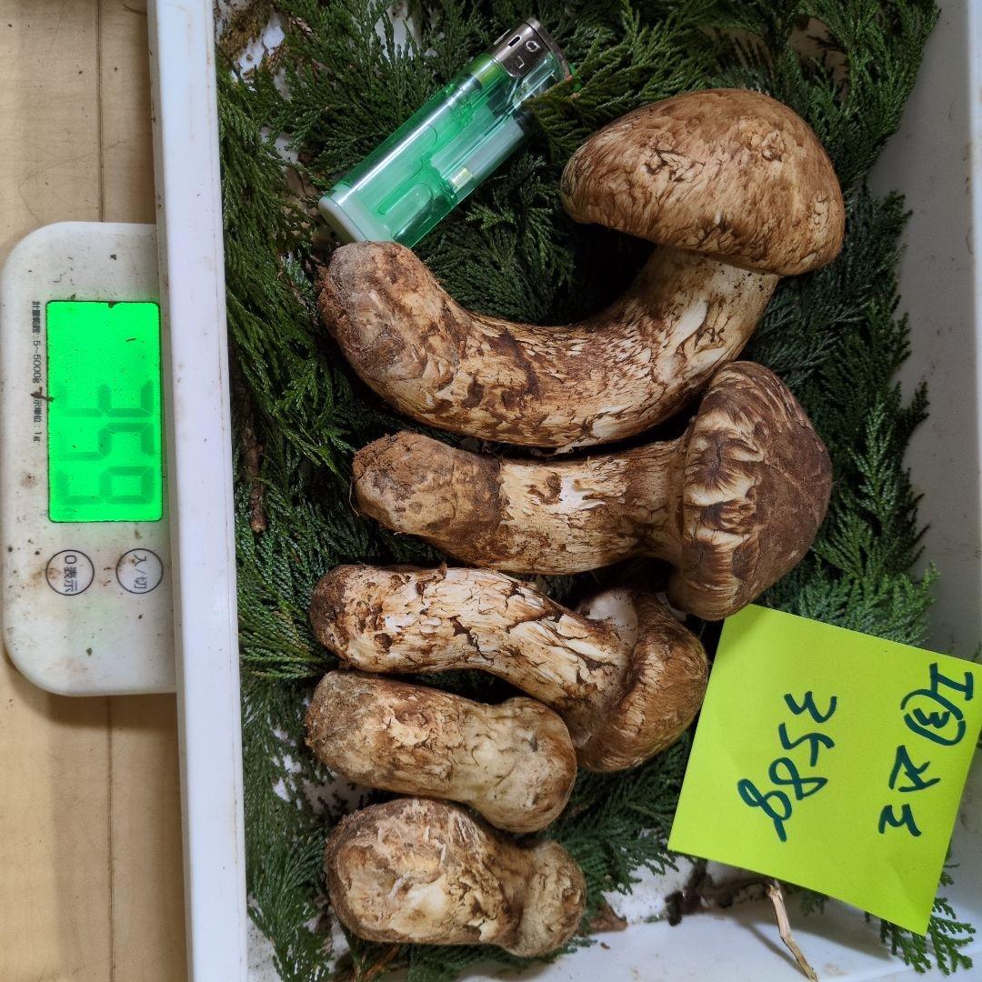 和歌山松茸 新鮮朝市　込み込み　358㌘