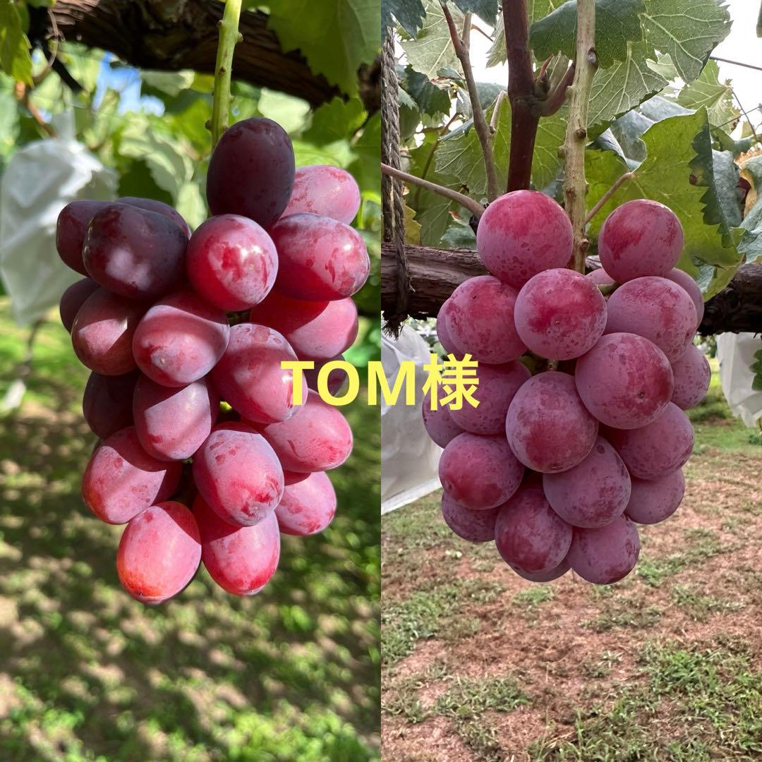 TOMページ