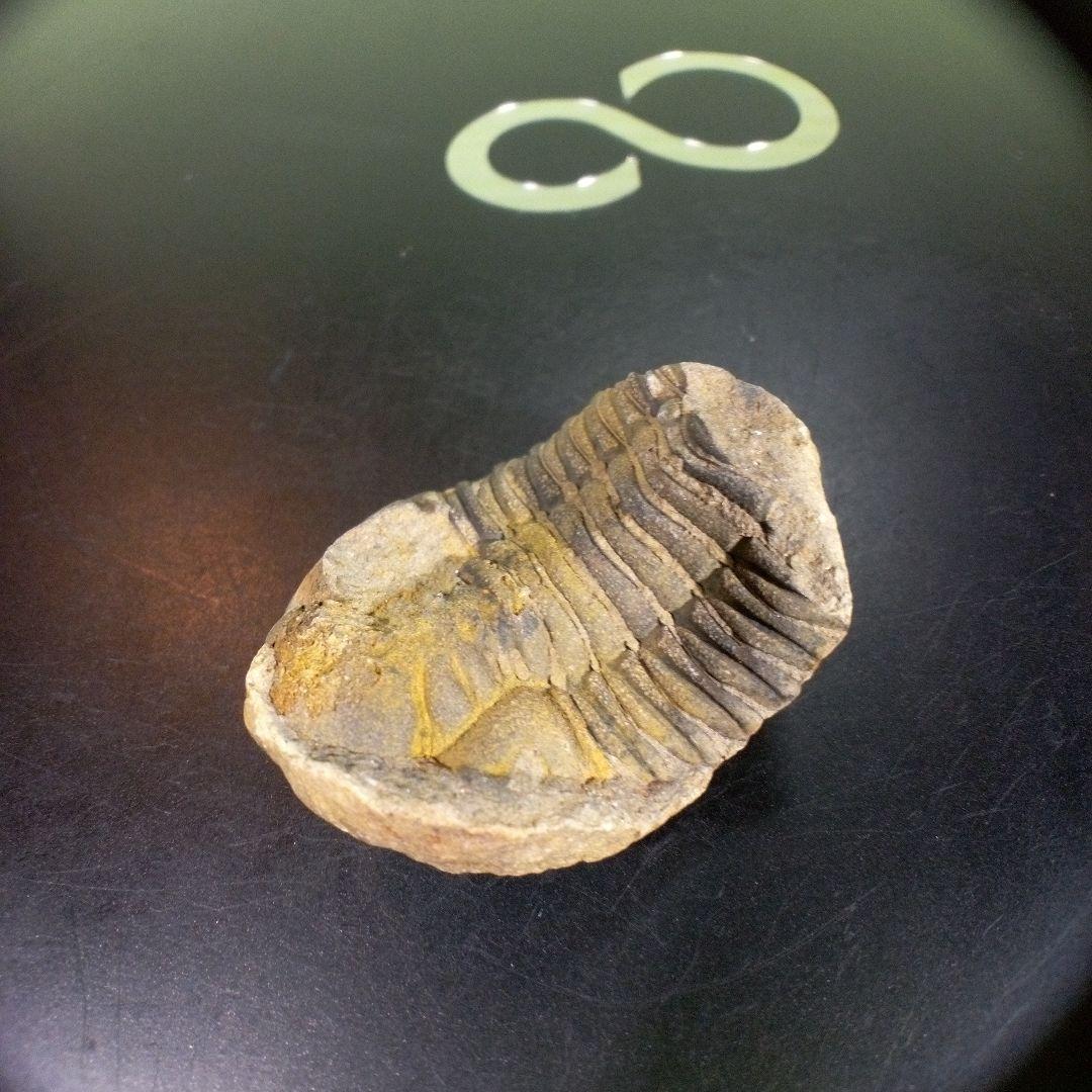 三葉虫　化石　fossil　ボリビア産　trilobite　海生動物識別⑤