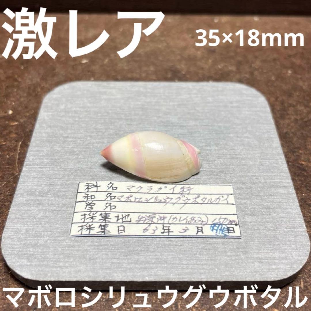 オ*ラ様 ラスト1点　激レア　美品　熊本県産　マボロシリュウグウボタル