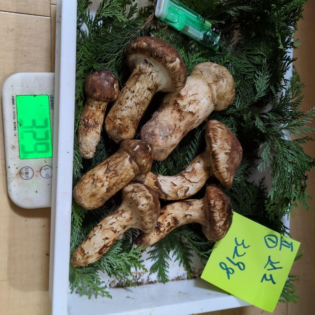 和歌山松茸　新鮮朝市　込み込み　329㌘
