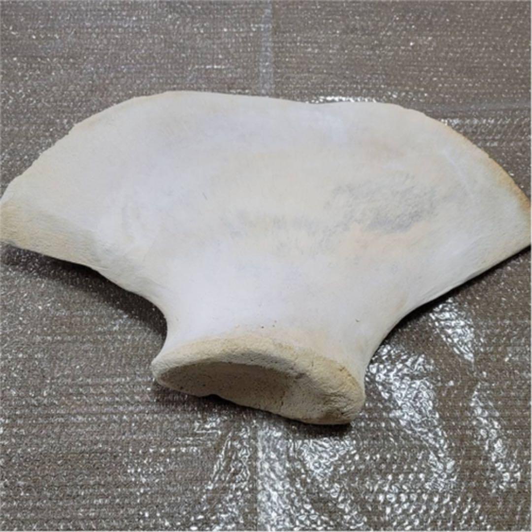 鯨の骨