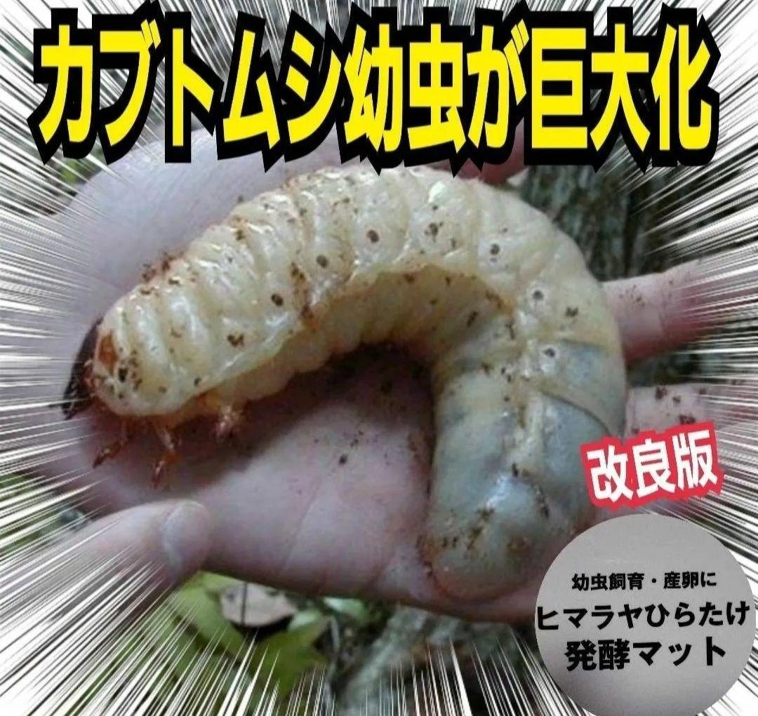 たっぷり60リットル　カブトムシ幼虫が大きくなります！発酵マット　雑虫がわかない
