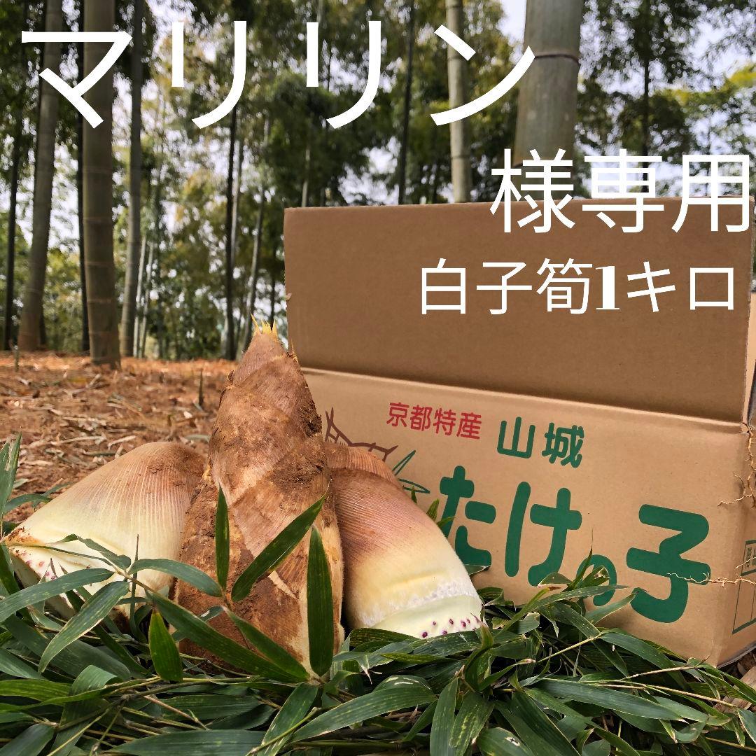 マリリン 白子筍 1キロ