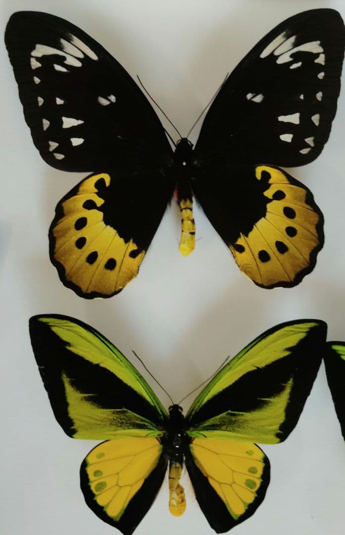 ゴライアストリバネアゲハ　美麗種　ペア 西パプア