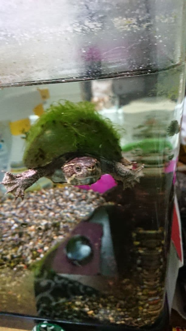 亀です