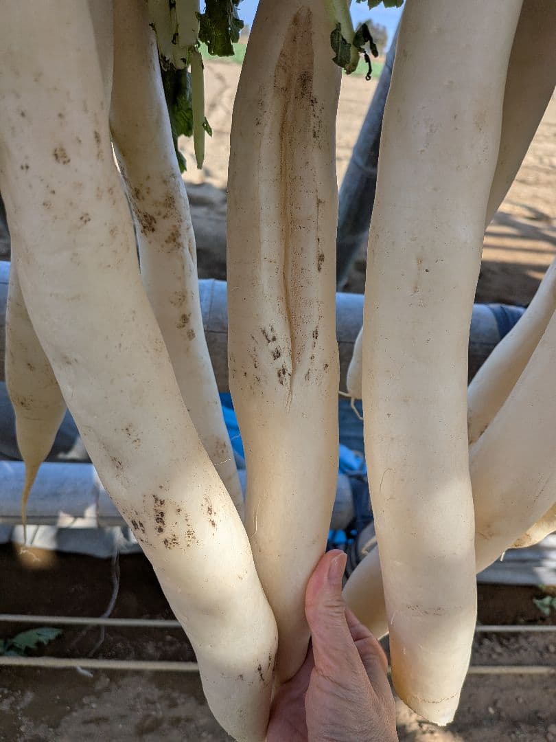 干し大根　訳あり　箱込み約20kg