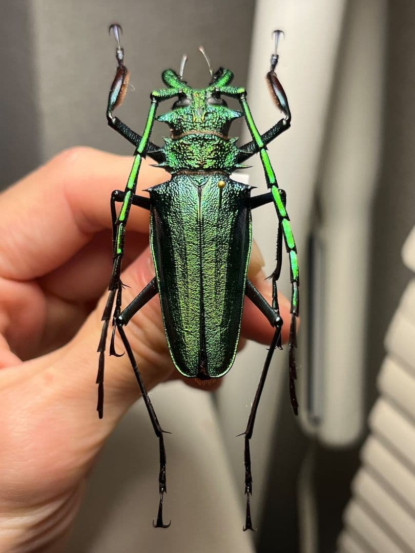 【極美GREEN】ルリオニカミキリ ムラサキオニノコギリカミキリ 昆虫標本