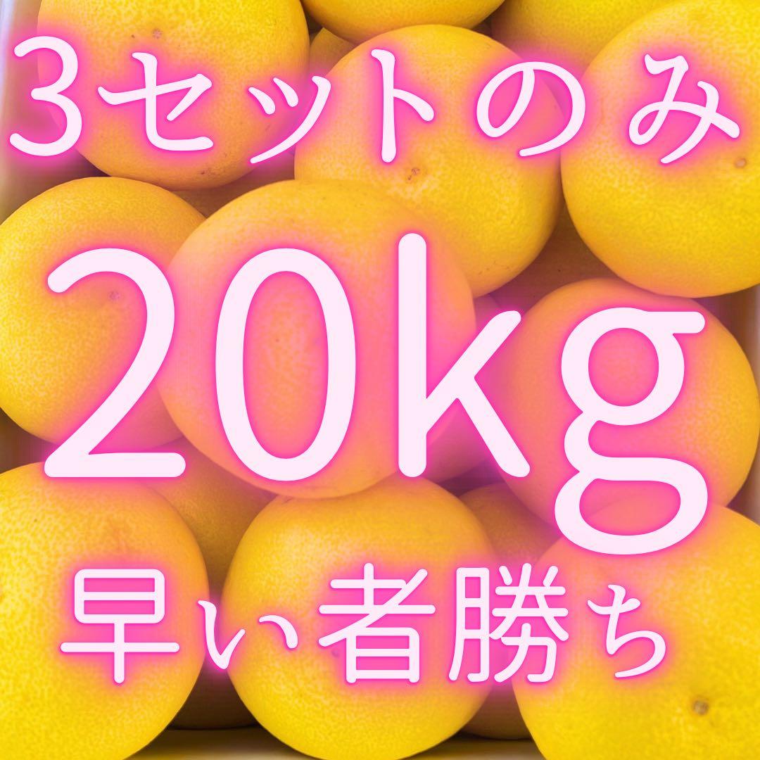 文旦　山北みかん　ポンカン　好きにも　15