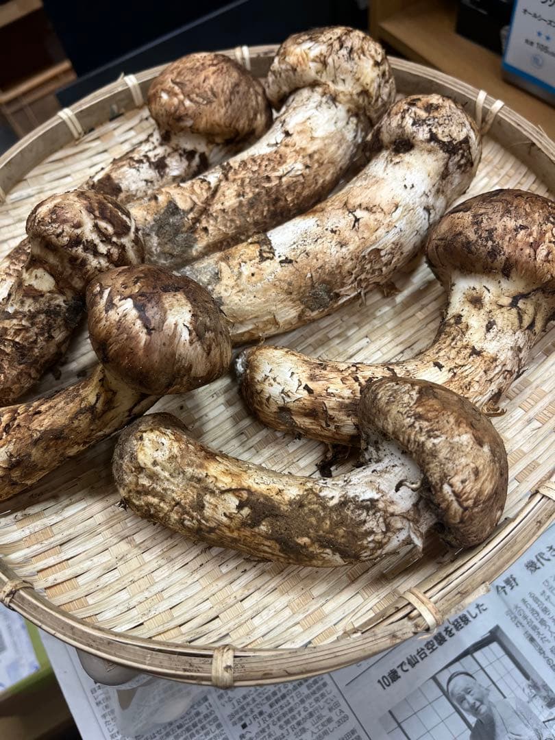 岩手県産松茸　良型蕾　終盤　本日15時〆