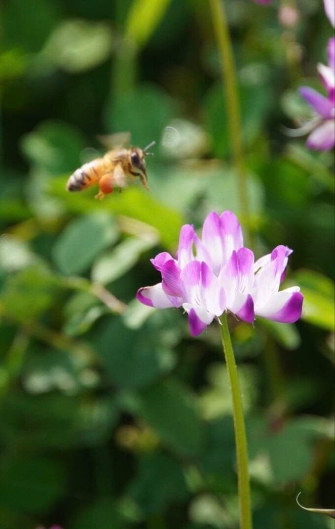 はちみつ　日本蜜蜂のハチミツ　奥山の蜂蜜　花粉入り　２種