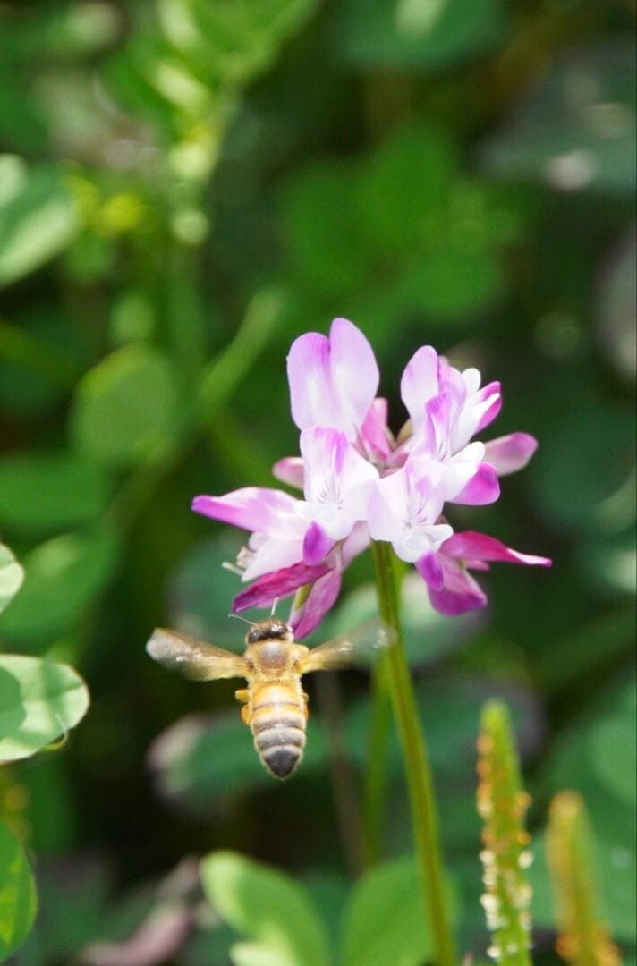 はちみつ　日本蜜蜂のハチミツ　奥山の蜂蜜　花粉入り　２種
