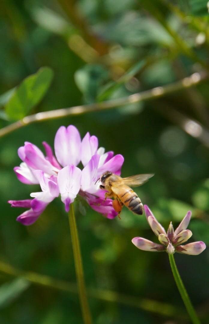 はちみつ　日本蜜蜂のハチミツ　奥山の蜂蜜　花粉入り　２種