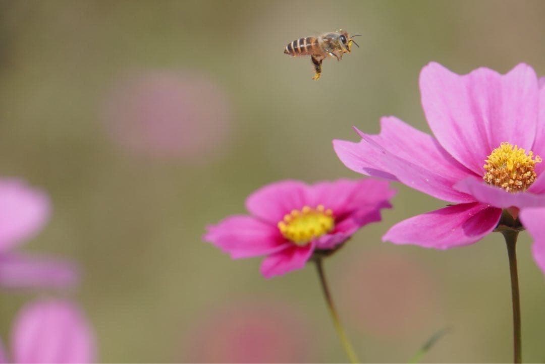 はちみつ　日本蜜蜂のハチミツ　奥山の蜂蜜　花粉入り　２種