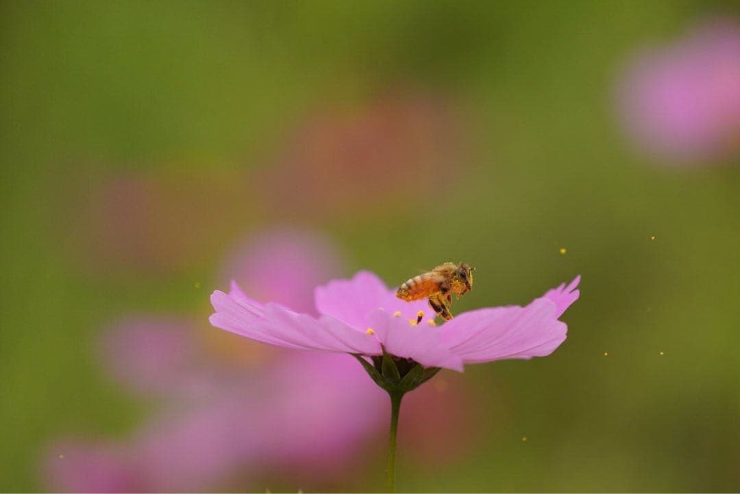 はちみつ　日本蜜蜂のハチミツ　奥山の蜂蜜　花粉入り　２種