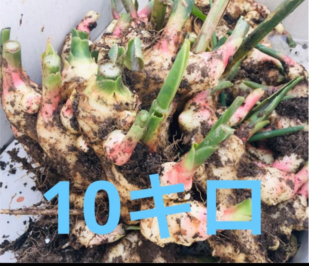 新生姜　10キロ
