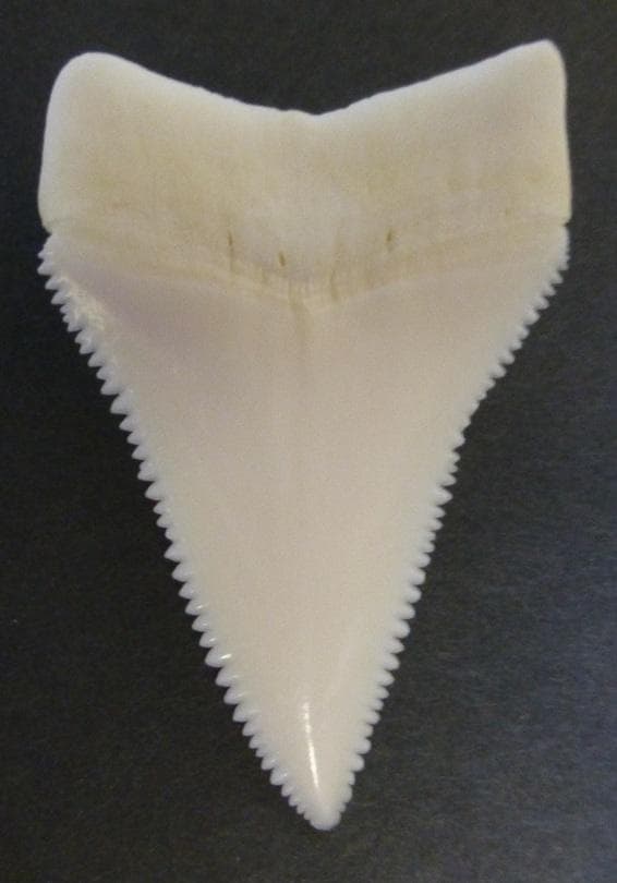 ホホジロザメ（C. carcharias）の歯（A’級）49.9mm