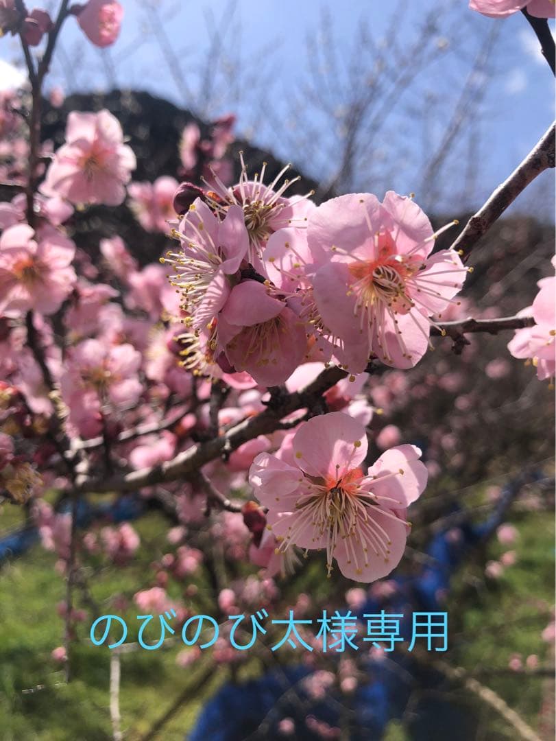 のびのび太