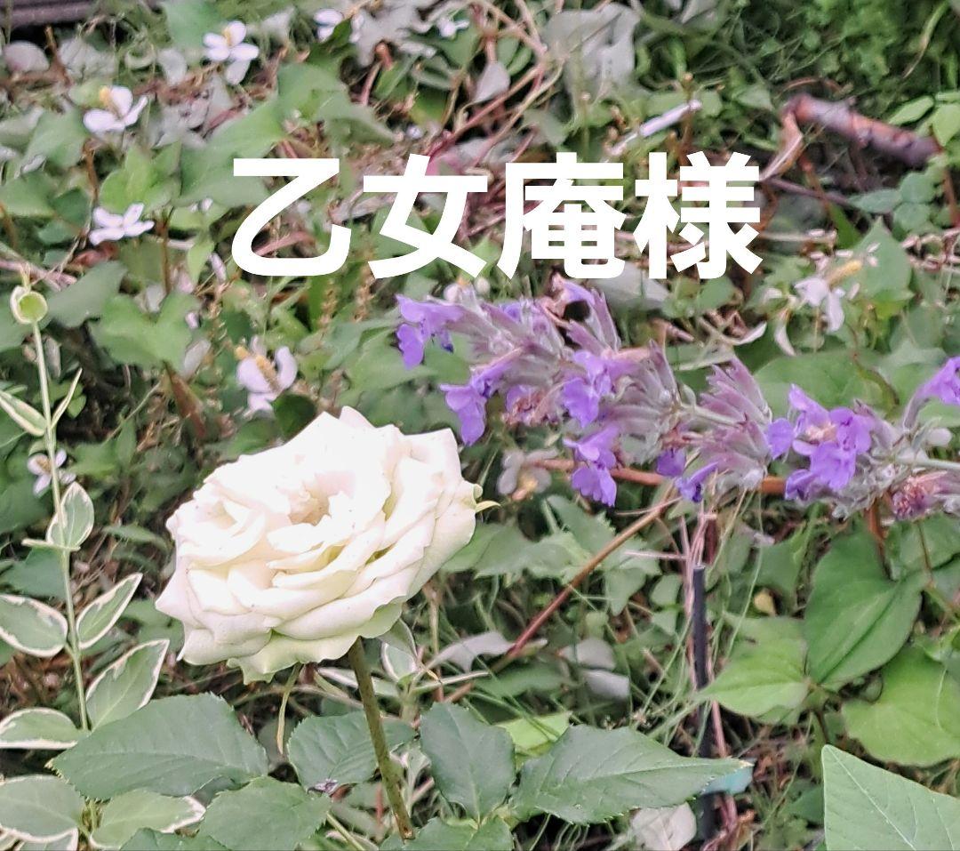 乙女庵です。