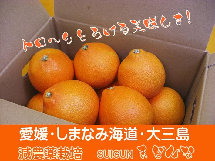 【りょう】SUIGUNマドンナ 4か所お届け　別所送り