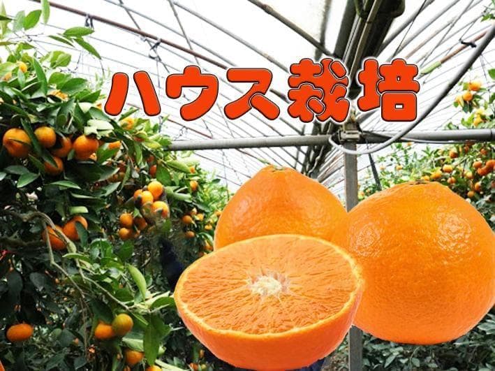 【りょう】SUIGUNマドンナ 4か所お届け　別所送り
