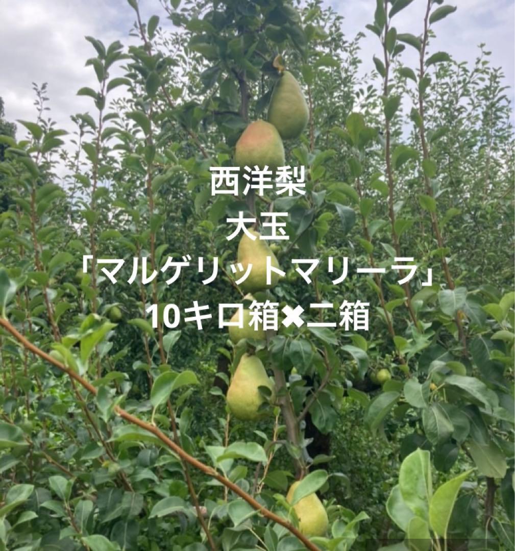 山形県産「マルゲリット・マリーラ」家庭用 10キロ箱✖︎二箱