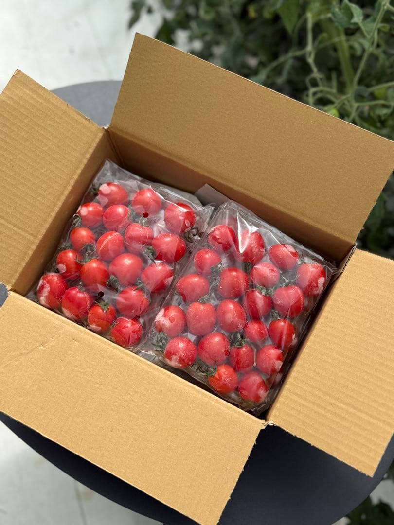冷凍トマト ミニトマト プレミアムルビー 業務用 加工用 5kg