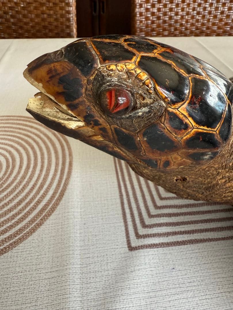 その他 Tartaruga