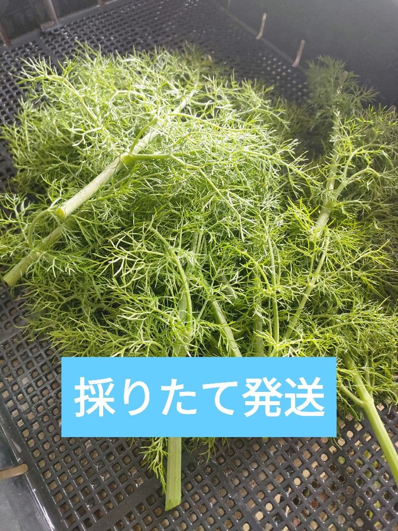 確認用