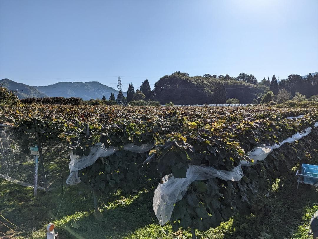 山ぶどう ２０kg　山形県月山山麓産②