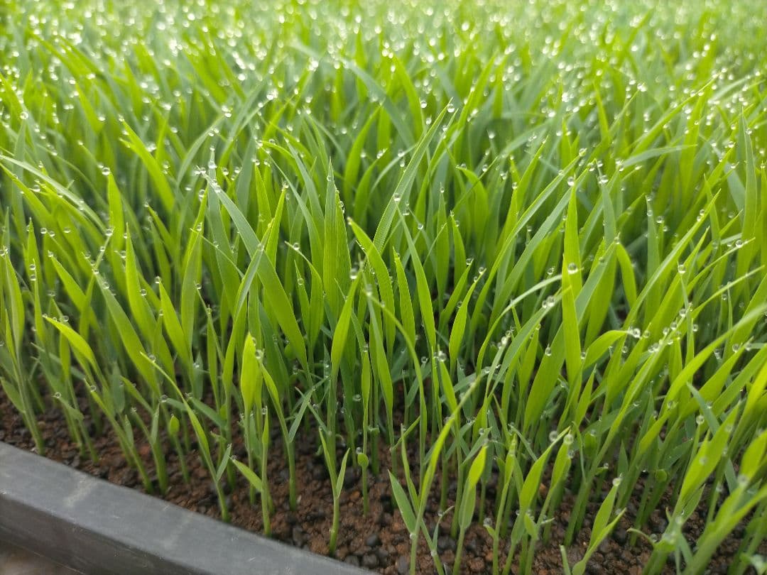令和7年新潟県産コシヒカリ10㌔
