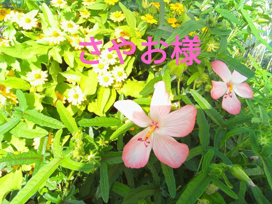 さやおページ☆