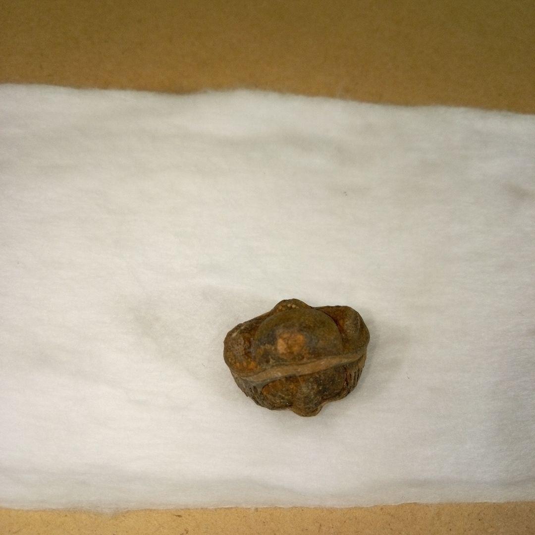 三葉虫　化石　三葉虫化石　究極のレトロ　fossil　ボリビア産　化石管理番号⑰