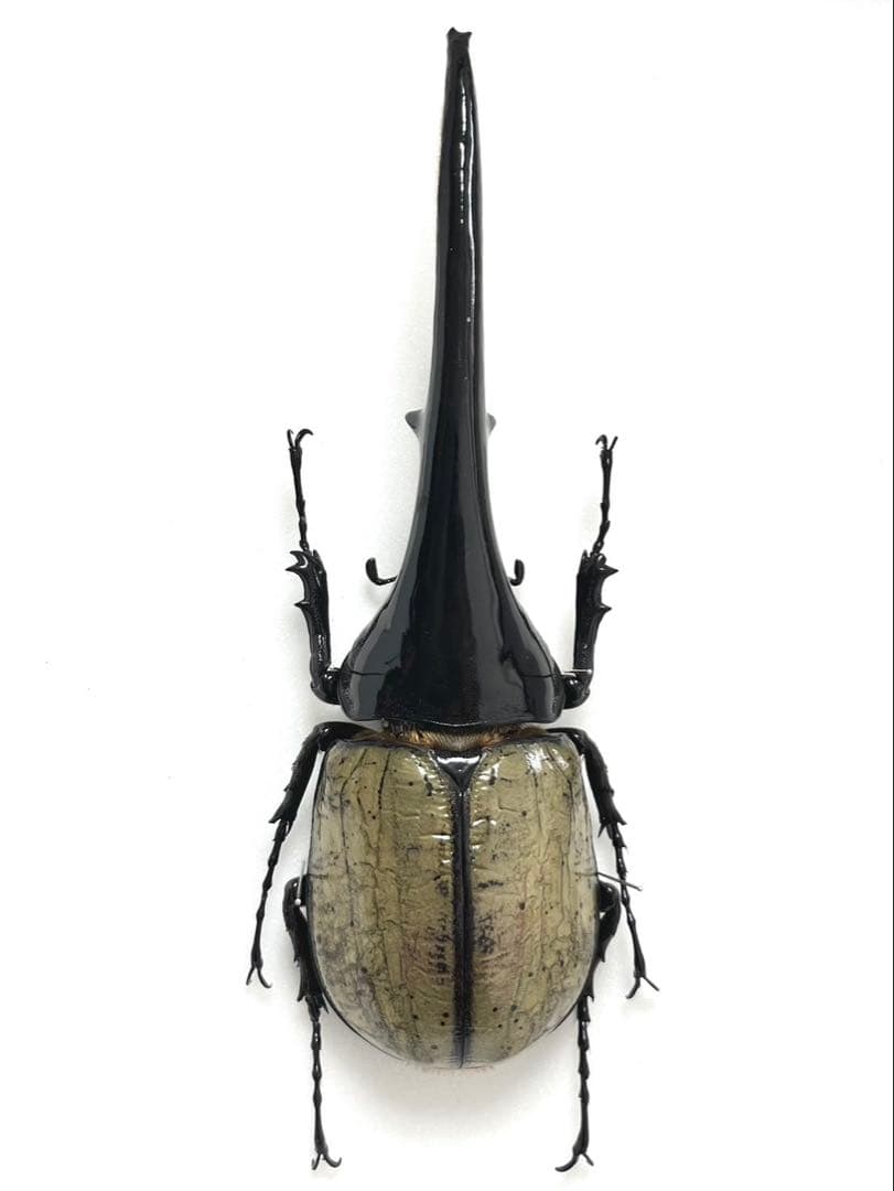 ヘラクレスオオカブト　154mm 標本