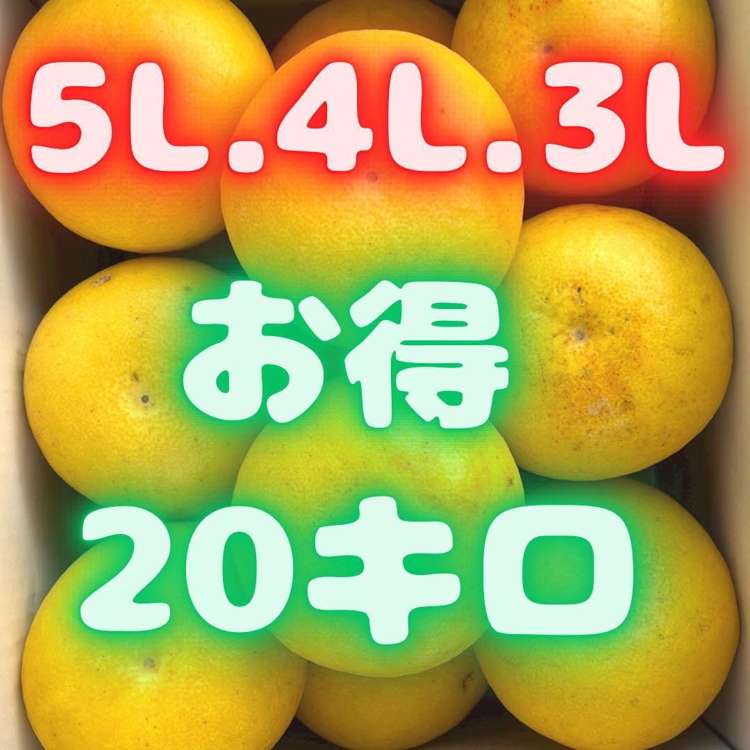 文旦　山北みかん　ポンカン　好きにも　02