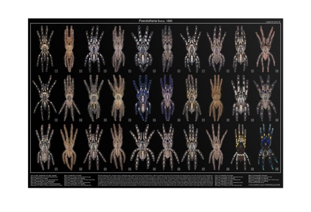【新品未開封】Poecilotheria属ポスター タランチュラムカデセンチピー