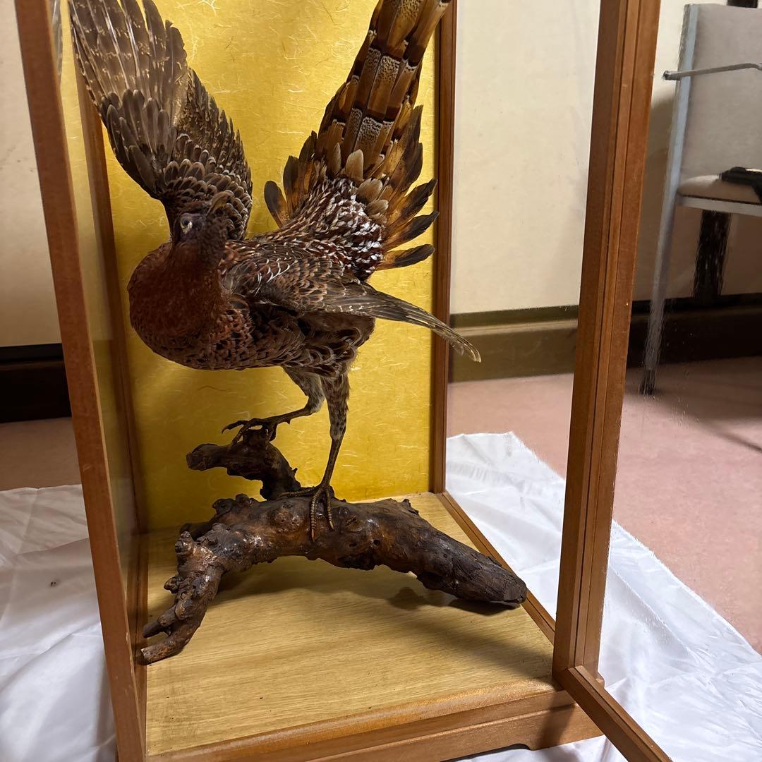 木製 鳥の彫刻 茶色と金色の羽根　雉　剥製　掘り出しもの