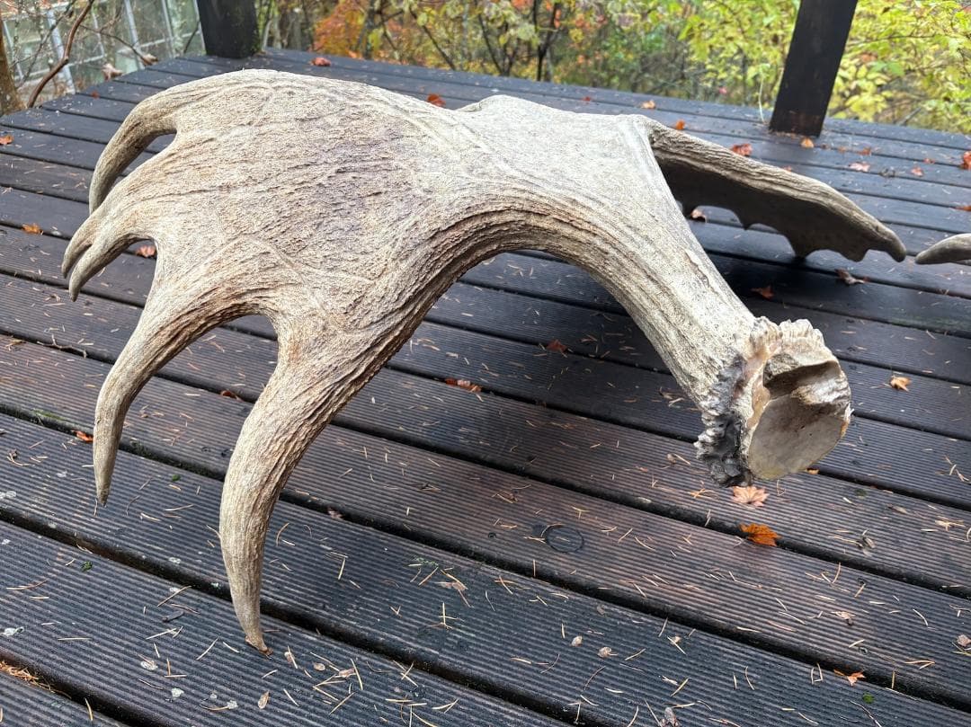 ヘラジカの角　ムース　鹿　天然　剥製　希少　moose antlers