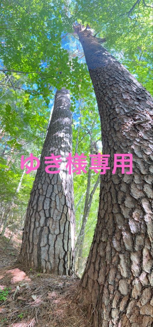 国産マツタケ