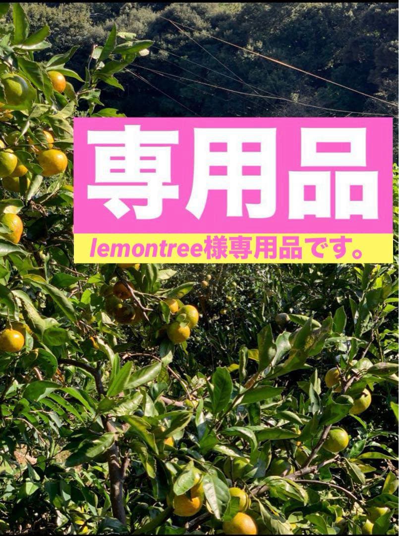 M66.専用品　農薬不使用 浜名湖みかん5種類ミックス30kg 安心　安全