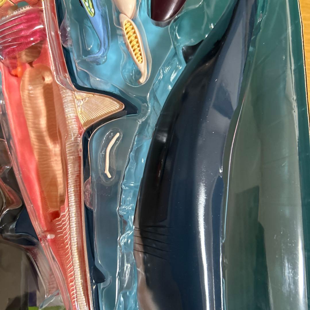4Dビジョン ホホジロザメ 解剖モデル Great White Shark