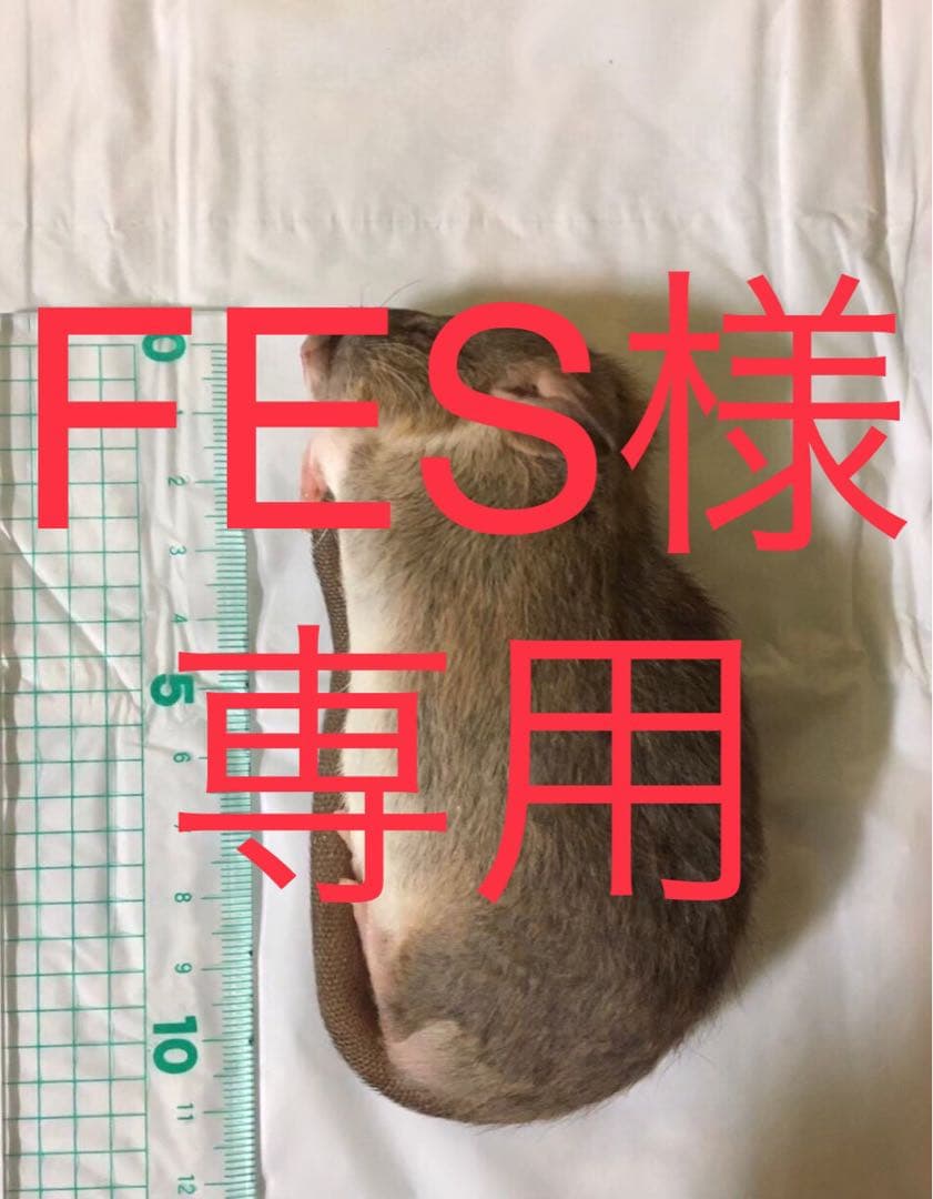冷凍SS100