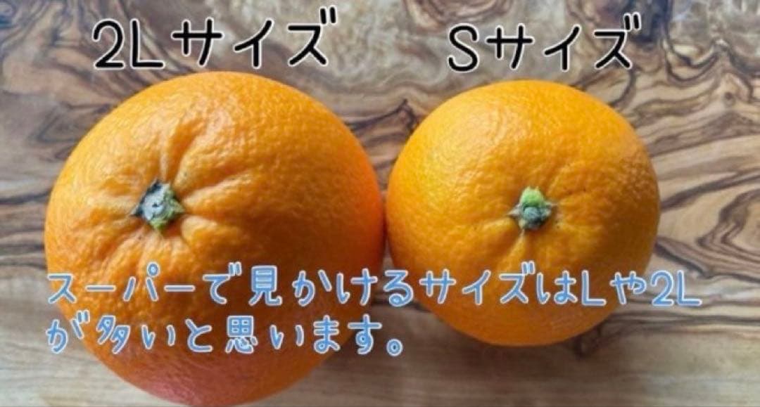 あん様♡酵素栽培　小粒ちゃん　ネーブル 瀬戸田　広島県　皮も食べて　農園直送5㌔