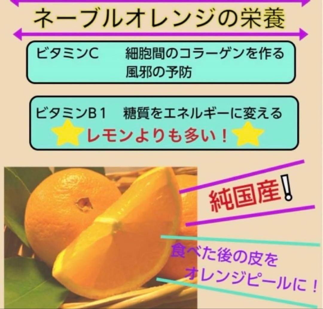 あん様♡酵素栽培　小粒ちゃん　ネーブル 瀬戸田　広島県　皮も食べて　農園直送5㌔