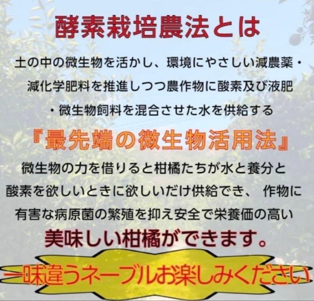 あん様♡酵素栽培　小粒ちゃん　ネーブル 瀬戸田　広島県　皮も食べて　農園直送5㌔