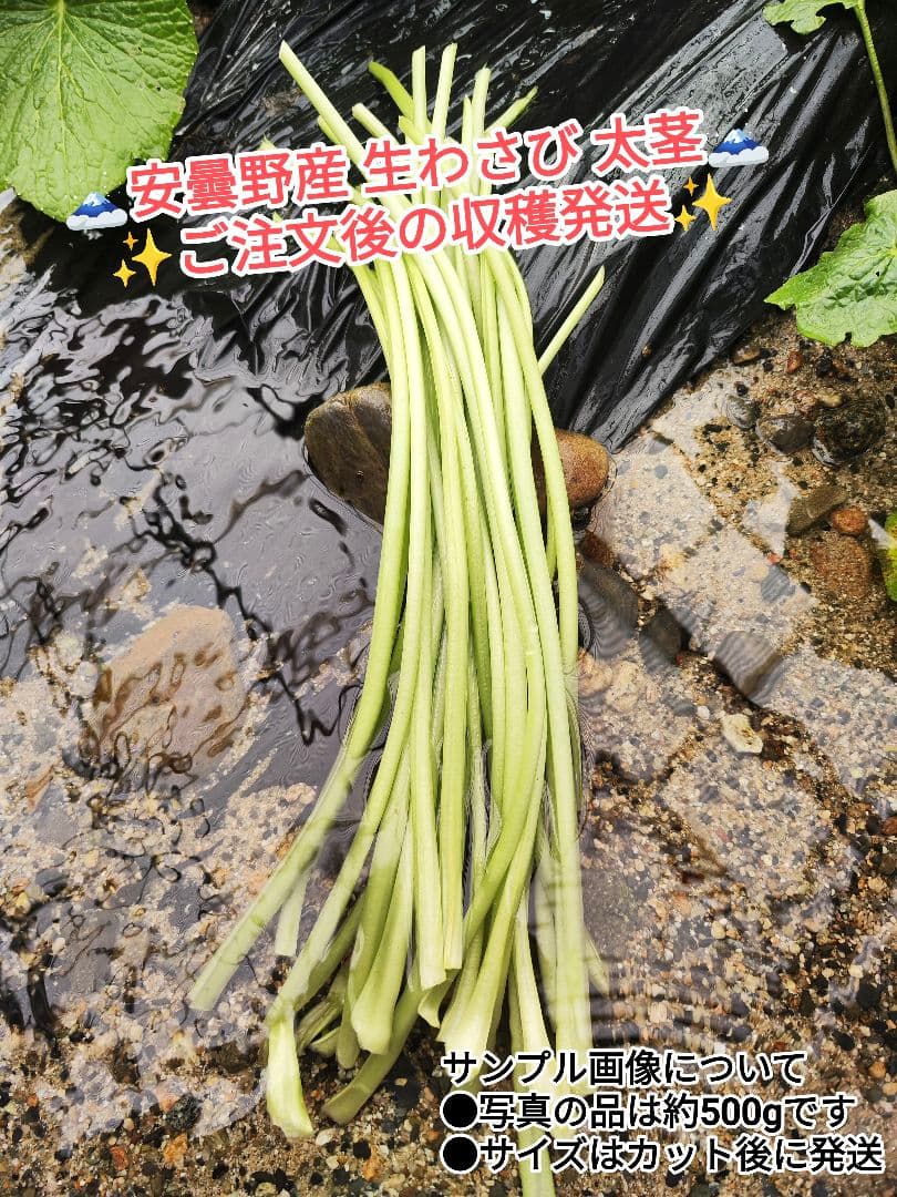 【別注】安曇野産 わさびの太くき 7