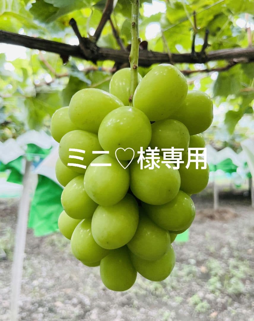 ミニ♡ページ