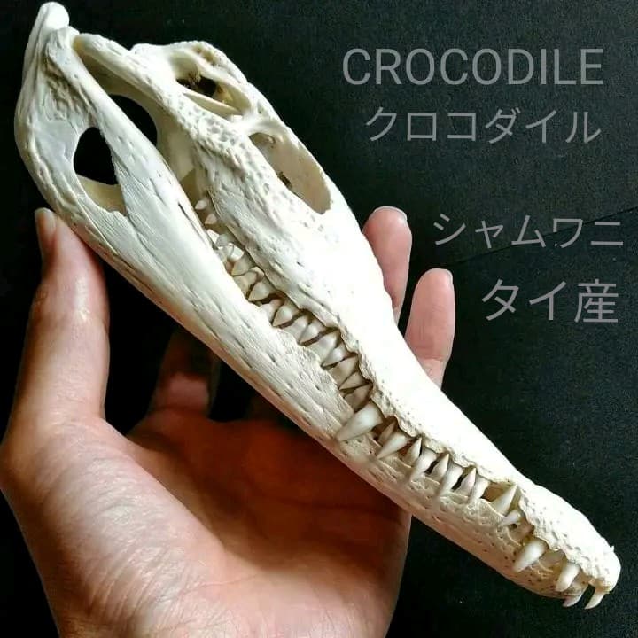 骨格　標本　ワニ　頭骨　クロコダイル　シャムワニ