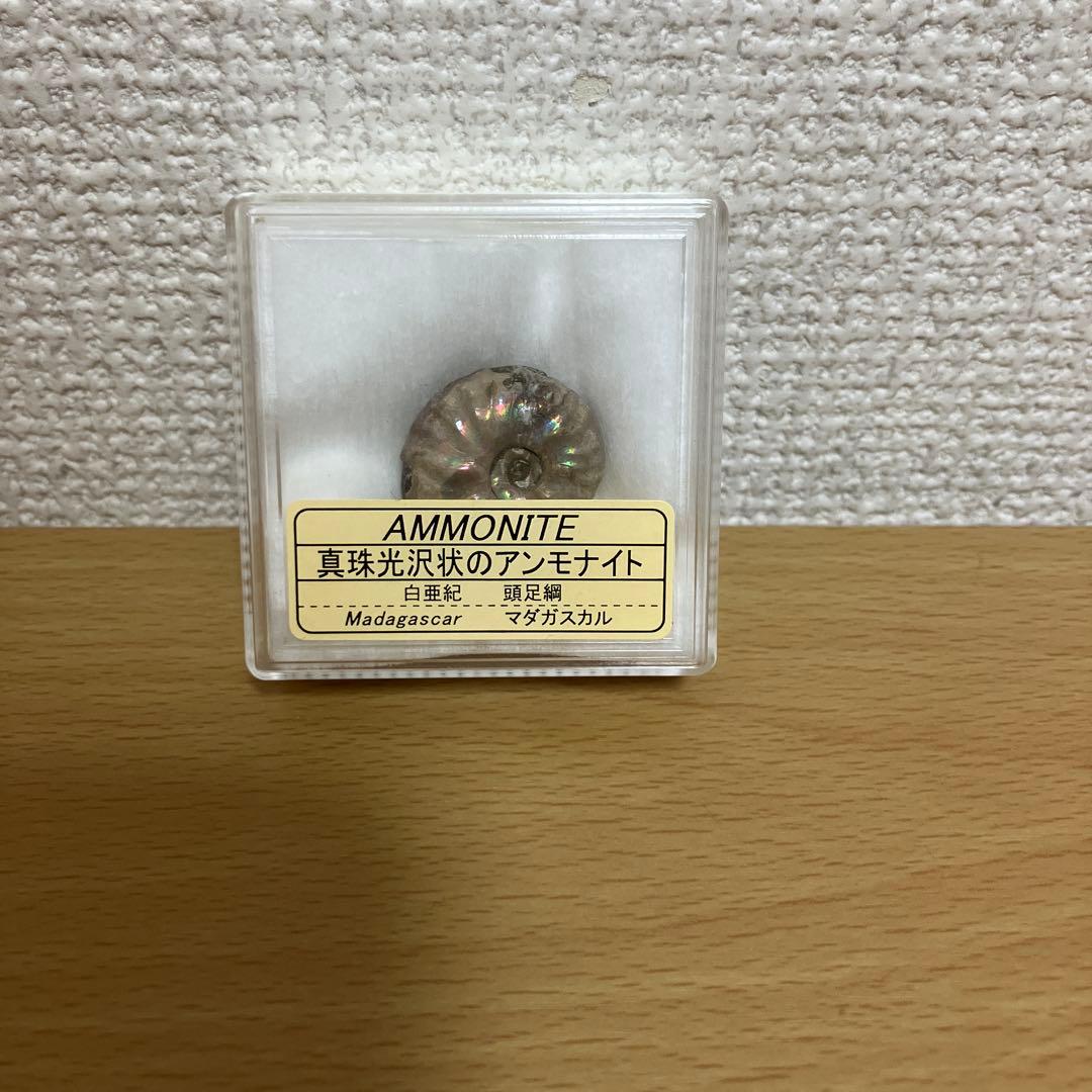 アンモナイト